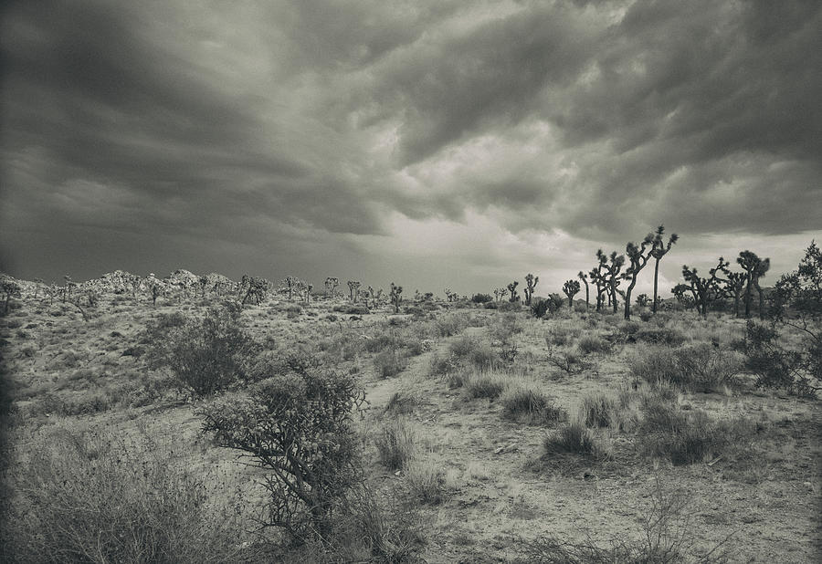 Moods of the desert Photograph by Kunal Mehra