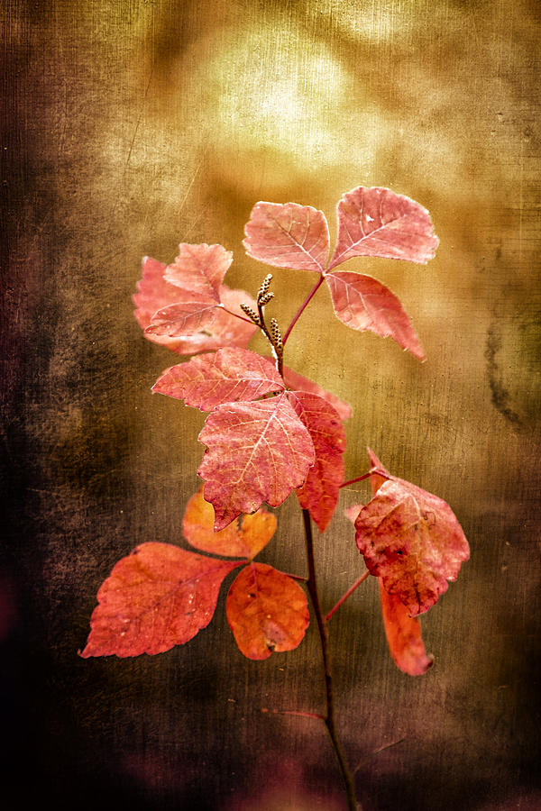 Moody Autumn Red Photograph by Bill and Linda Tiepelman
