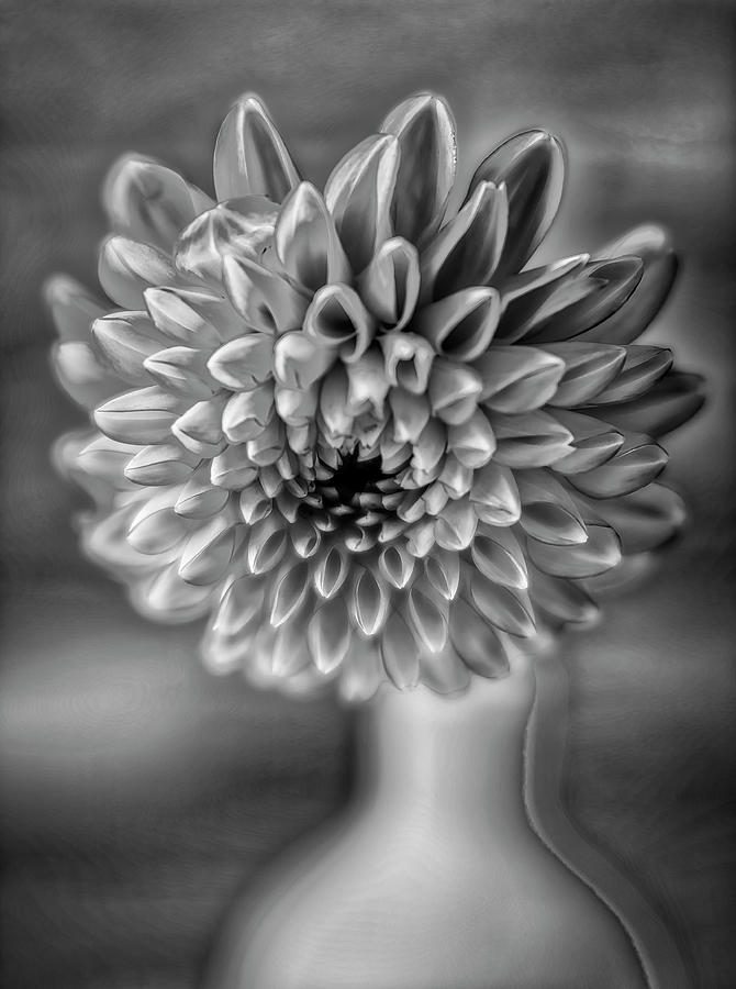 Moody Black And White Dahlia Close Up Photograph by Garry Gay