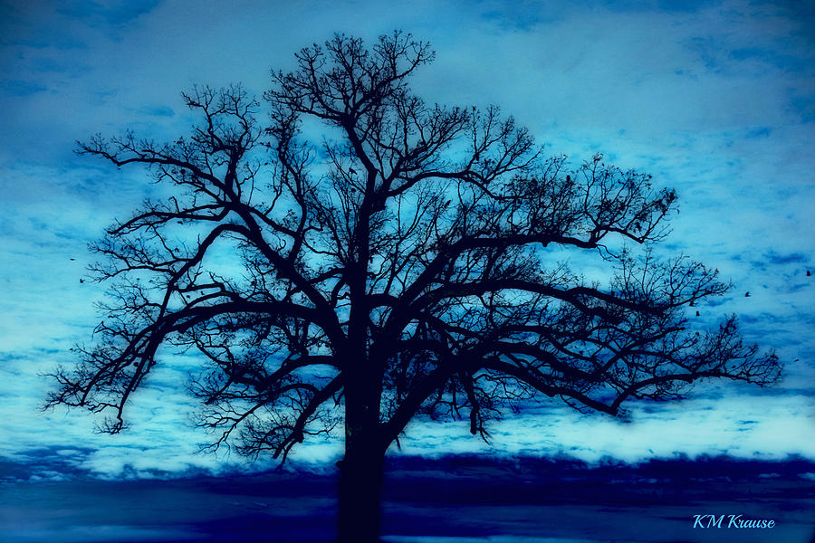 Moody Blues And Tree Photograph by Kathy M Krause