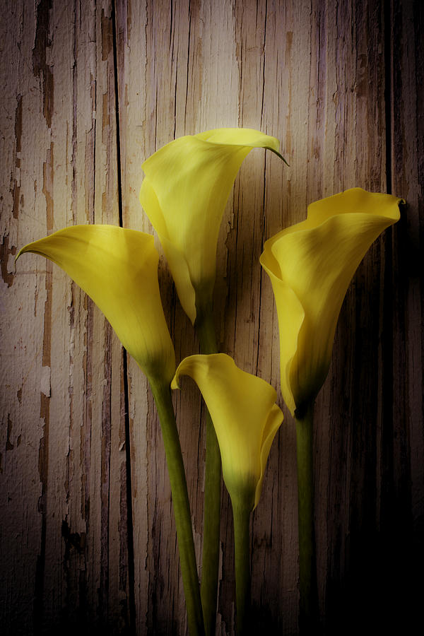 Moody Calla Lilies Photograph by Garry Gay