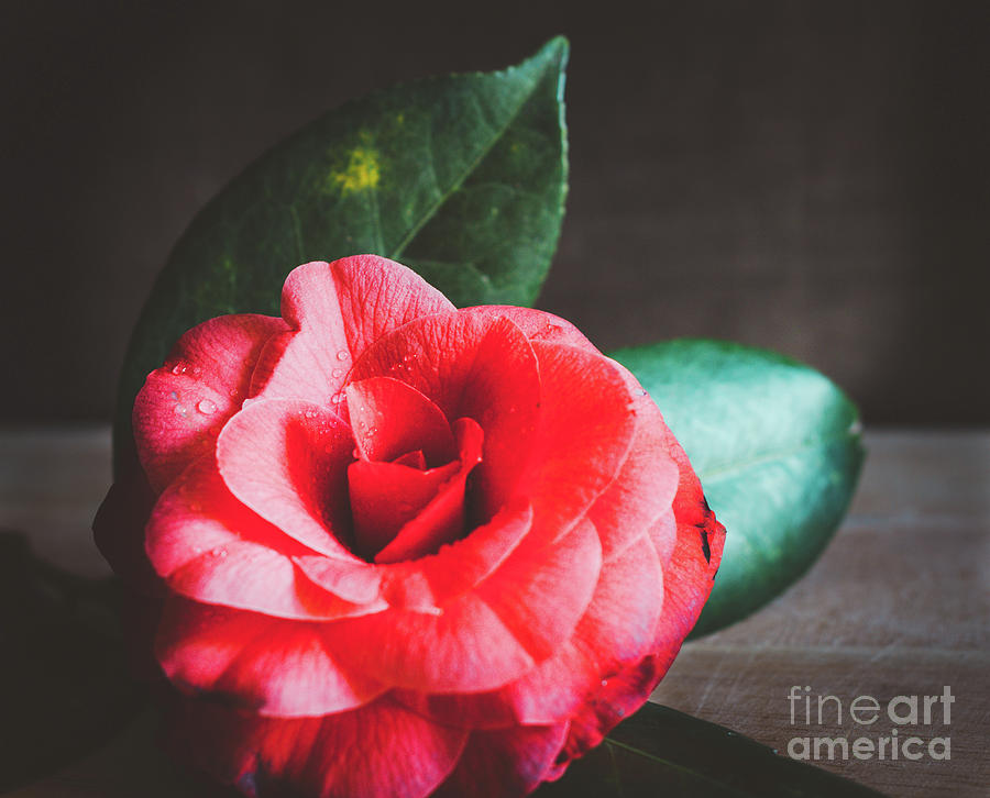 Moody Camellia Photograph by Andrea Anderegg