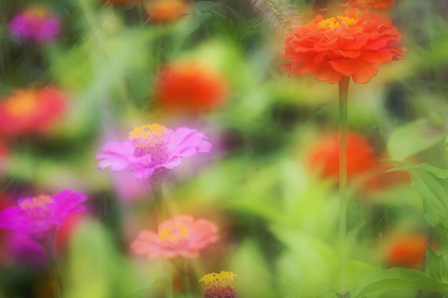 Moody Flower Garden Photograph by Harold Stinnette