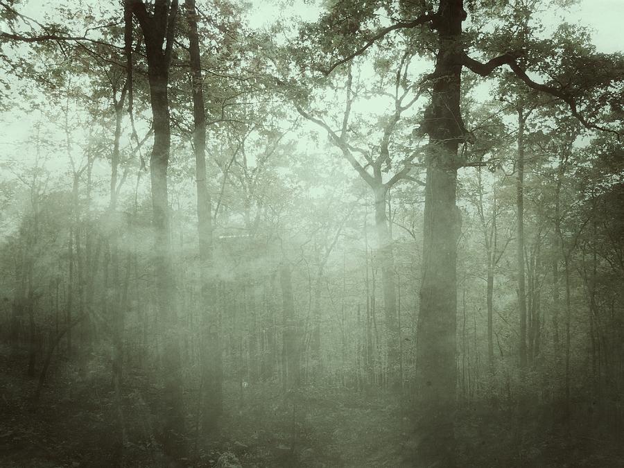 Tree Photograph - Moody Foggy Forest by Doris Aguirre