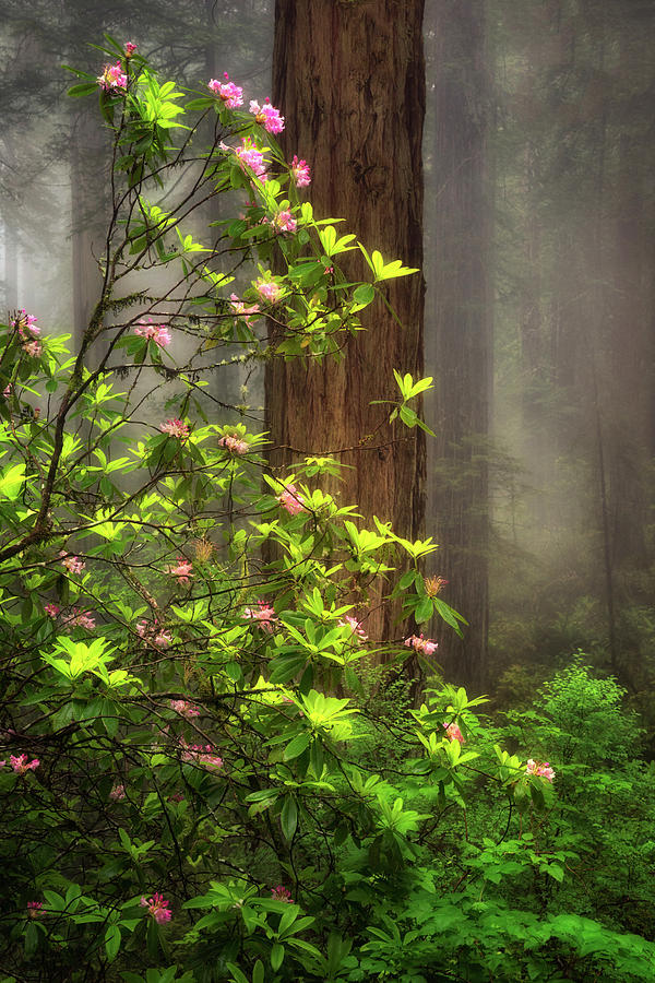 Redwood National And State Parks Photograph - Moody Forest  by Nicki Frates