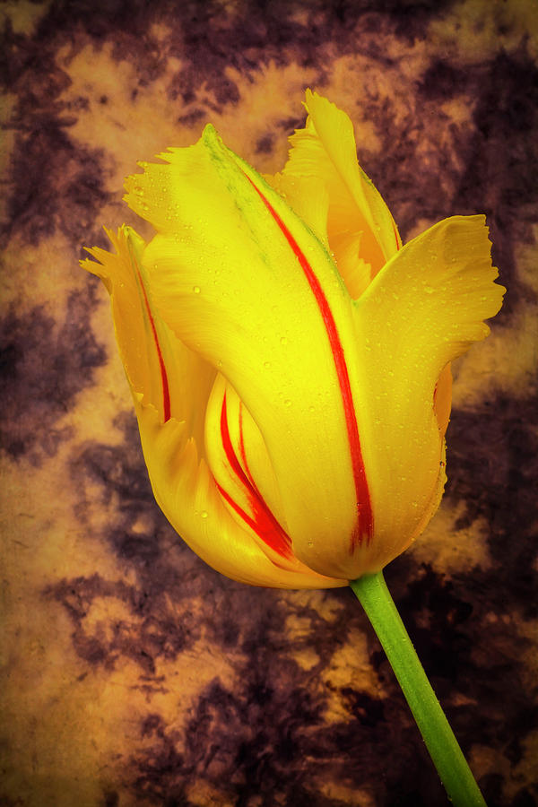 Garden Photograph - Moody French Tulip by Garry Gay