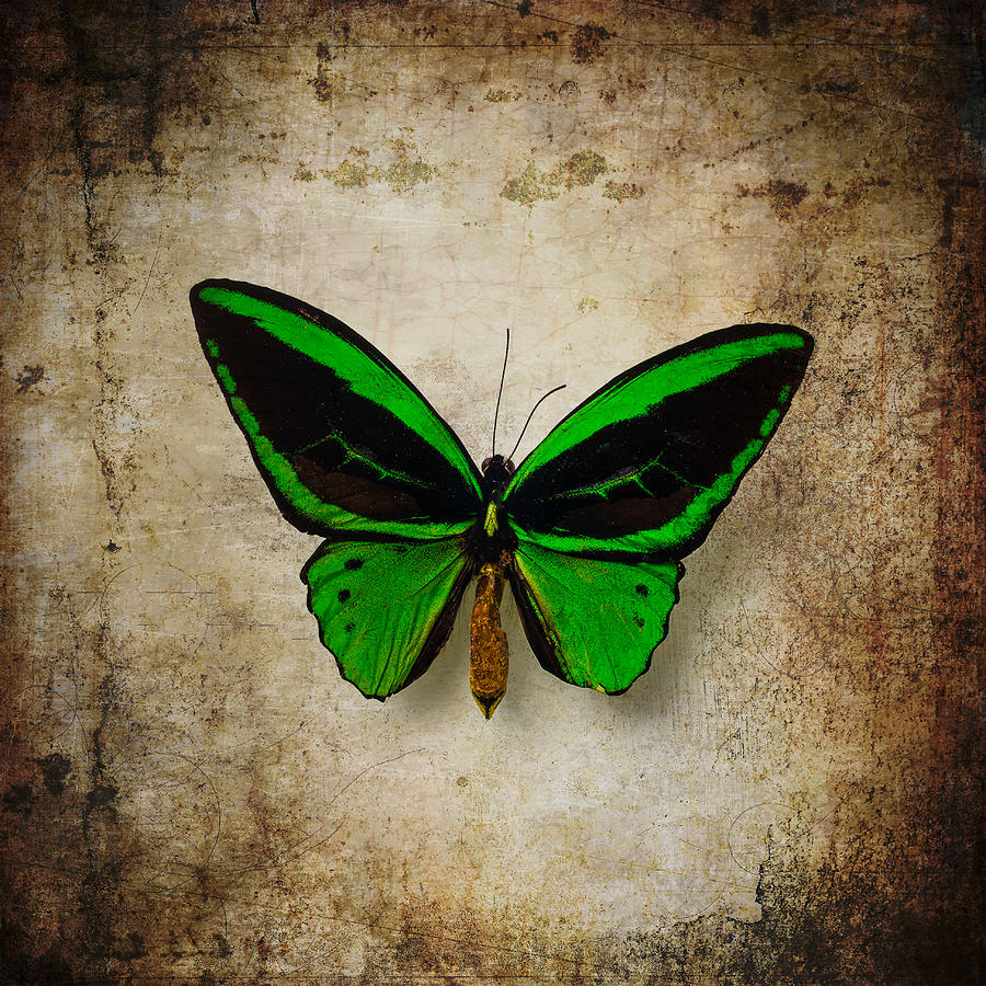 Черно зеленая бабочка. Зеленая бабочка. Бабочка зеленая с черным. Темно зеленые бабочки. Красивая зеленая бабочка.
