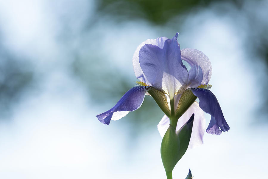 Moody Iris Photograph by Penny Meyers