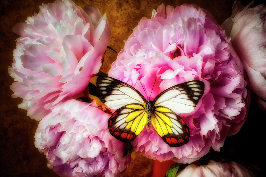 Moody Peonies And Butterfly Photograph by Garry Gay