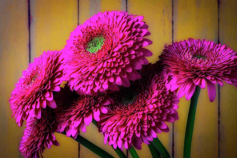 Moody Pink Mums Photograph by Garry Gay