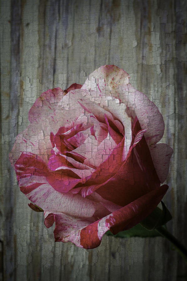 Moody Pink Red Rose Photograph by Garry Gay