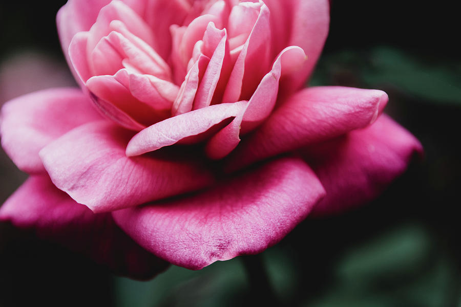 Moody Pink Rose Photograph by Andrea Anderegg