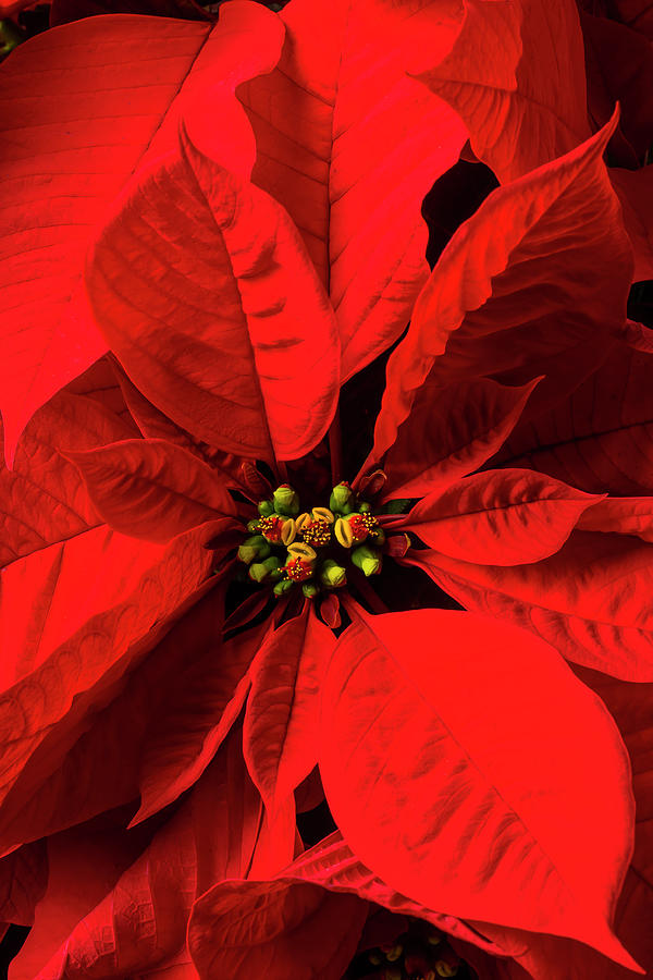 Moody poinsettia Photograph by Garry Gay