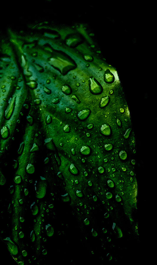 Nature Photograph - Moody Raindrops by Parker Cunningham