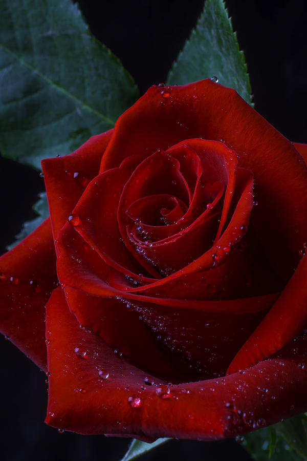 Moody Red Rose Photograph by Garry Gay