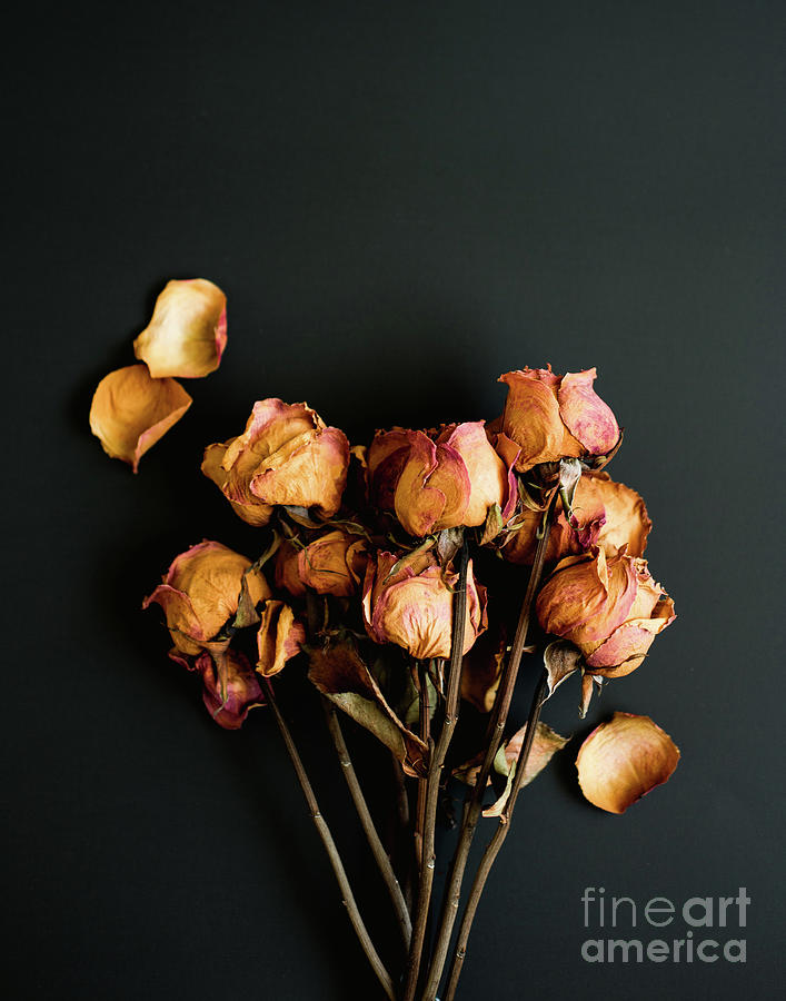 Dried Roses Still Life Royalty-Free Images, Stock Photos & Pictures