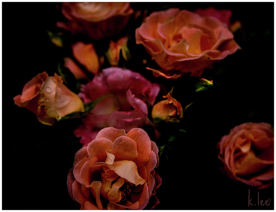 Rose Photograph - Moody Roses by Kimber Lee