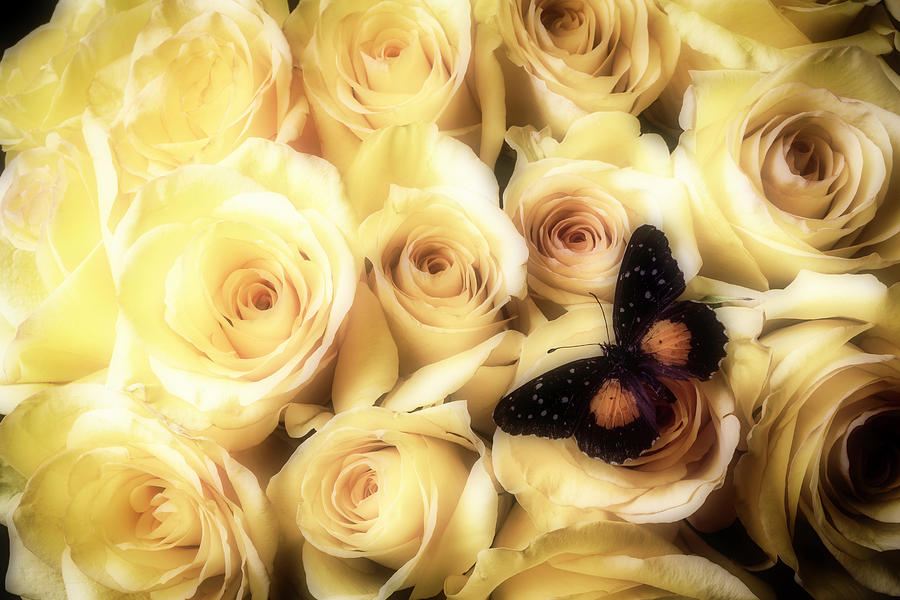 Still Life Photograph - Moody Roses With Butterfly by Garry Gay
