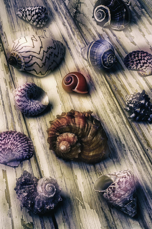 Shell Photograph - Moody Sea Shells  by Garry Gay