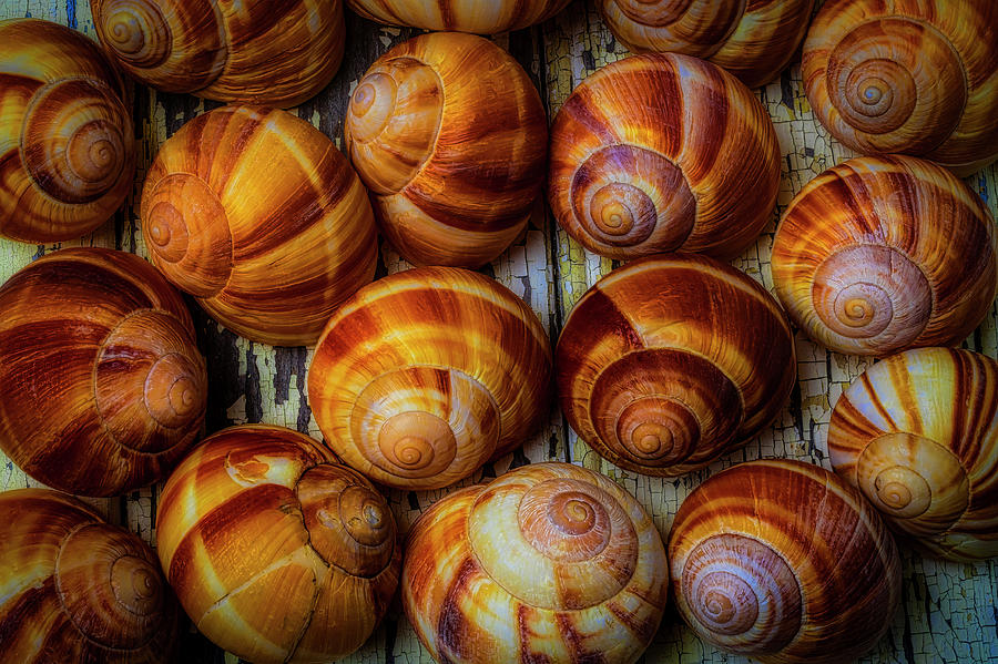 Moody Snail Shells Photograph by Garry Gay