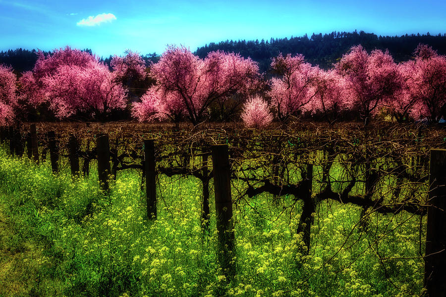 Moody Spring Vineyards Photograph By Garry Gay