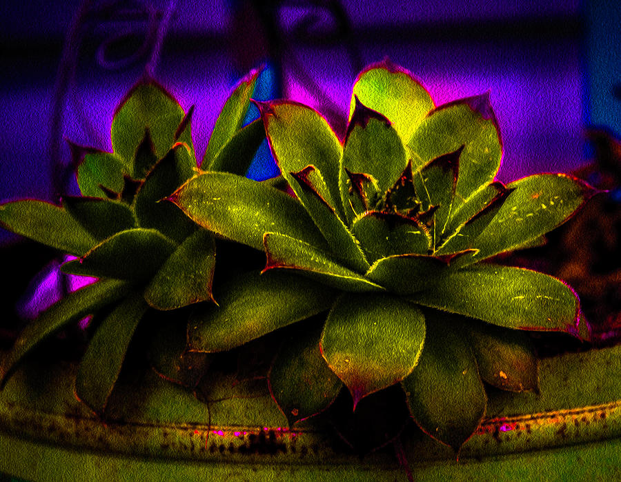 Moody Succulent Photograph by Cynthia Wolfe