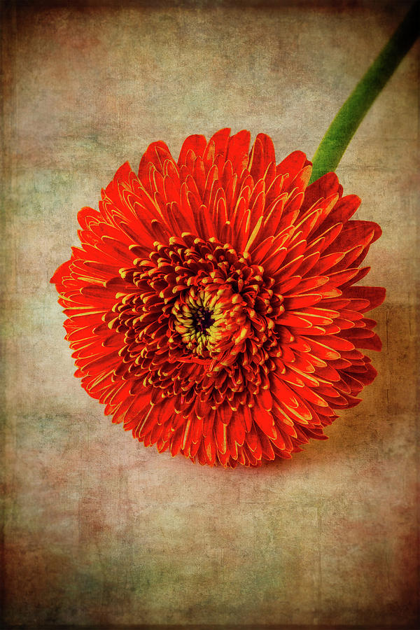 Moody Textured Red Daisy Photograph by Garry Gay