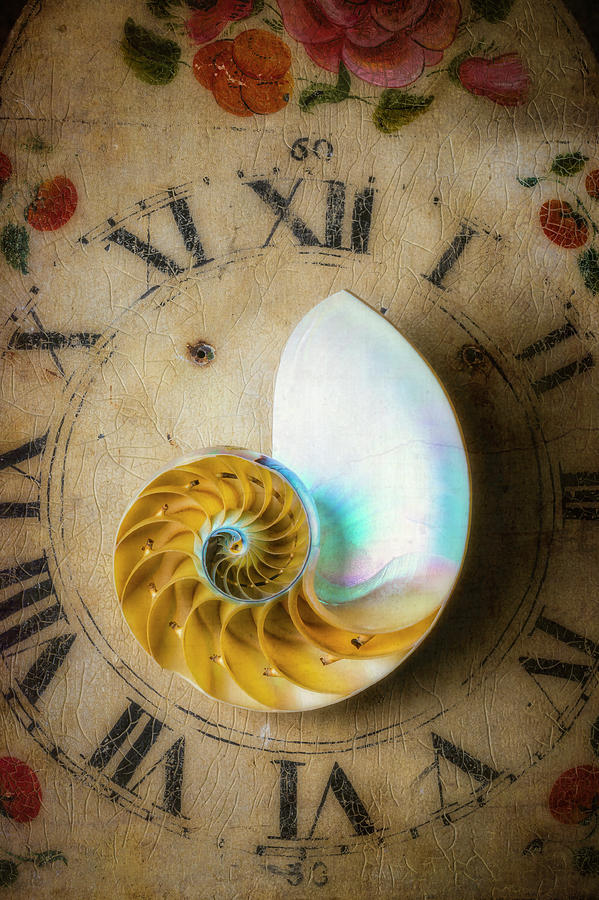 Moody Time And The Nautilus Shell Photograph by Garry Gay