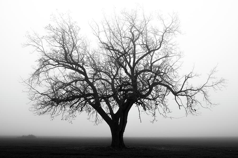 Moody Tree Photograph by Catherine Avilez