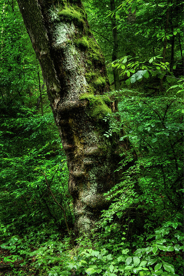 Moody Tree in Forest Photograph by Dennis Dame