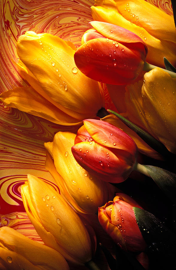 Tulip Photograph - Moody Tulips by Garry Gay