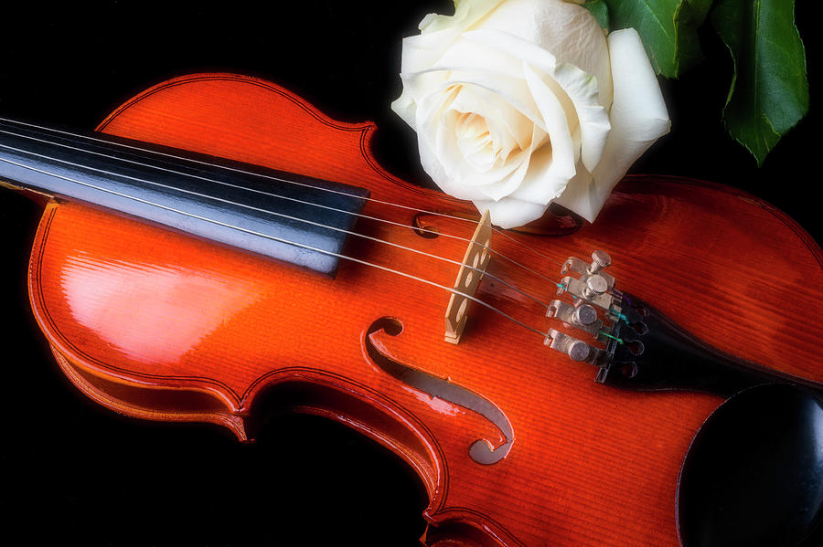 Moody Violin And Rose  Photograph by Garry Gay