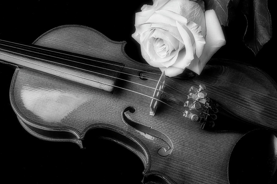 Moody Violin And Rose In Black And White Photograph by Garry Gay