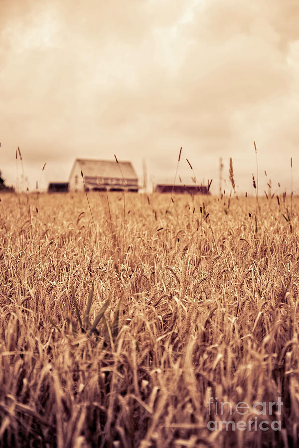 Moody Wheat Field Prince Edward Island Photograph by Edward Fielding