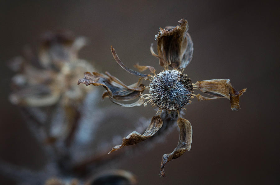 Nature Photograph - Moody Winter Flowers by Nikki Watson    McInnes