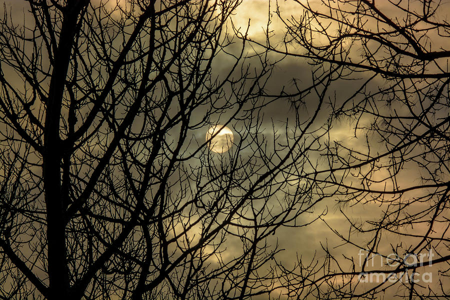 Moody Winter Sky Through Trees Photograph by Cheryl Baxter