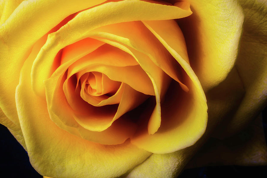 Moody Yellow Rose Photograph by Garry Gay