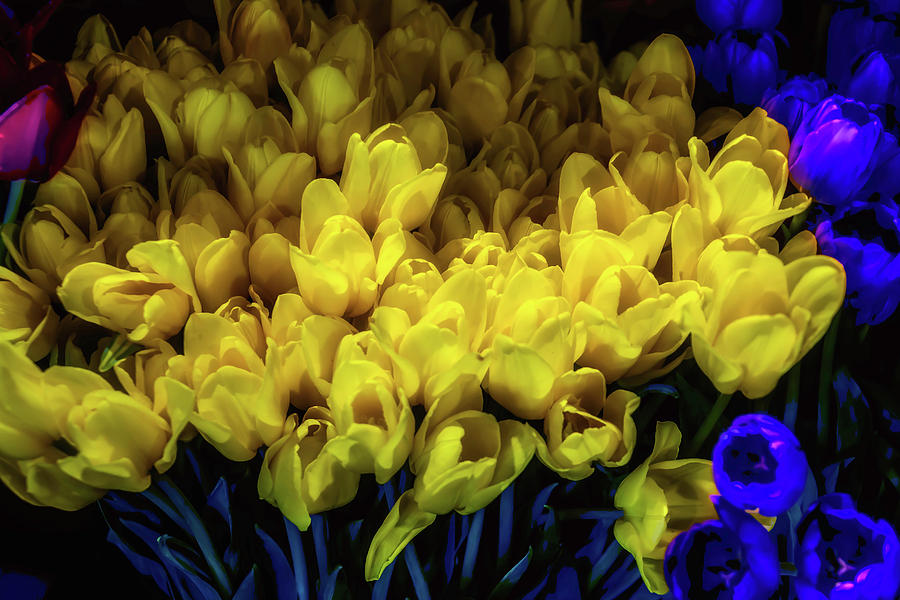 Moody Yellow Tulips Photograph by Garry Gay
