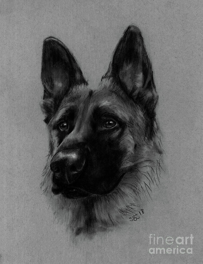 Mookie Drawing by Samantha Strong