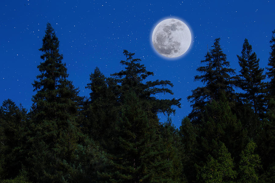 Tree Photograph - Moon Above Tree Line by Garry Gay