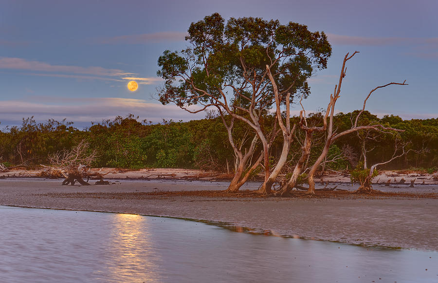 Moon and Mangroves Photograph by Robert Charity