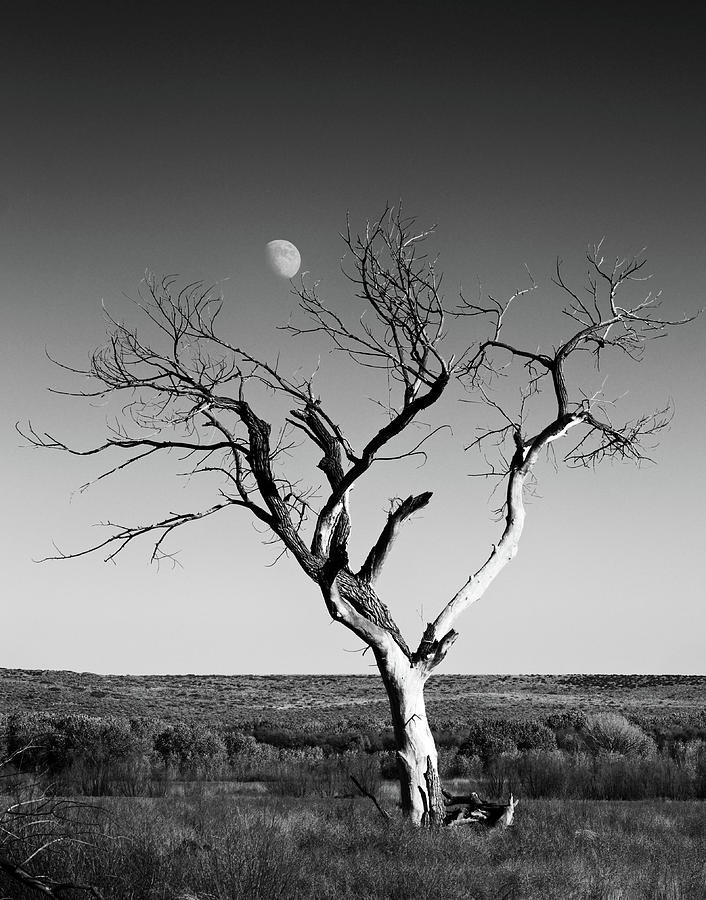 Moon and Memory at Bosque del Apache N M Photograph by Mary Lee Dereske