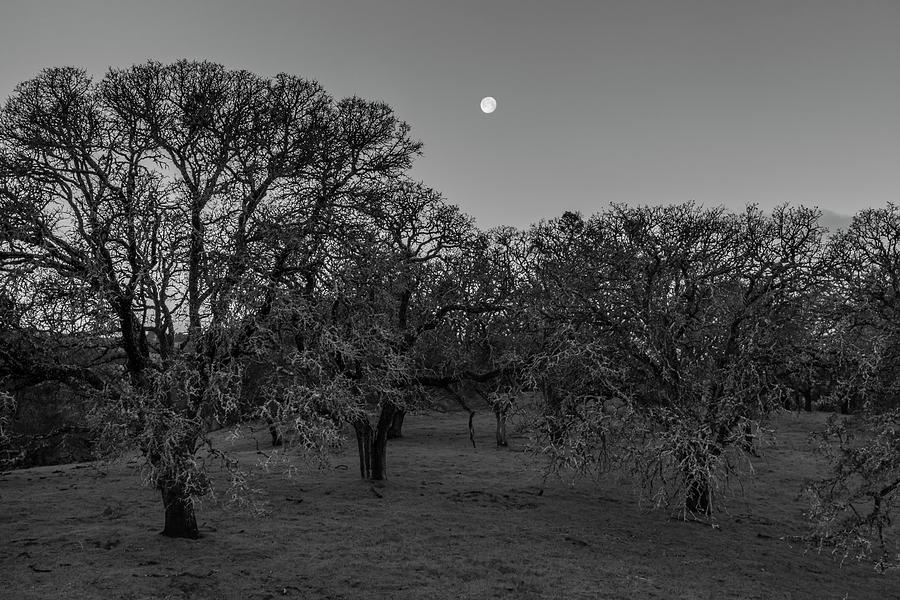 Moon and Oak Trees in the Morning Light Photograph by Rick Pisio