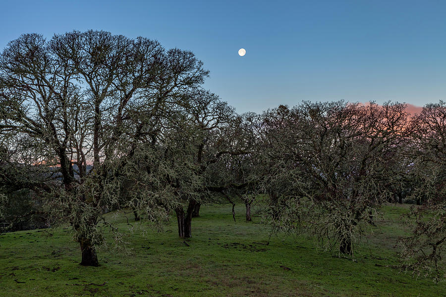 Moon and Oak Trees Photograph by Rick Pisio