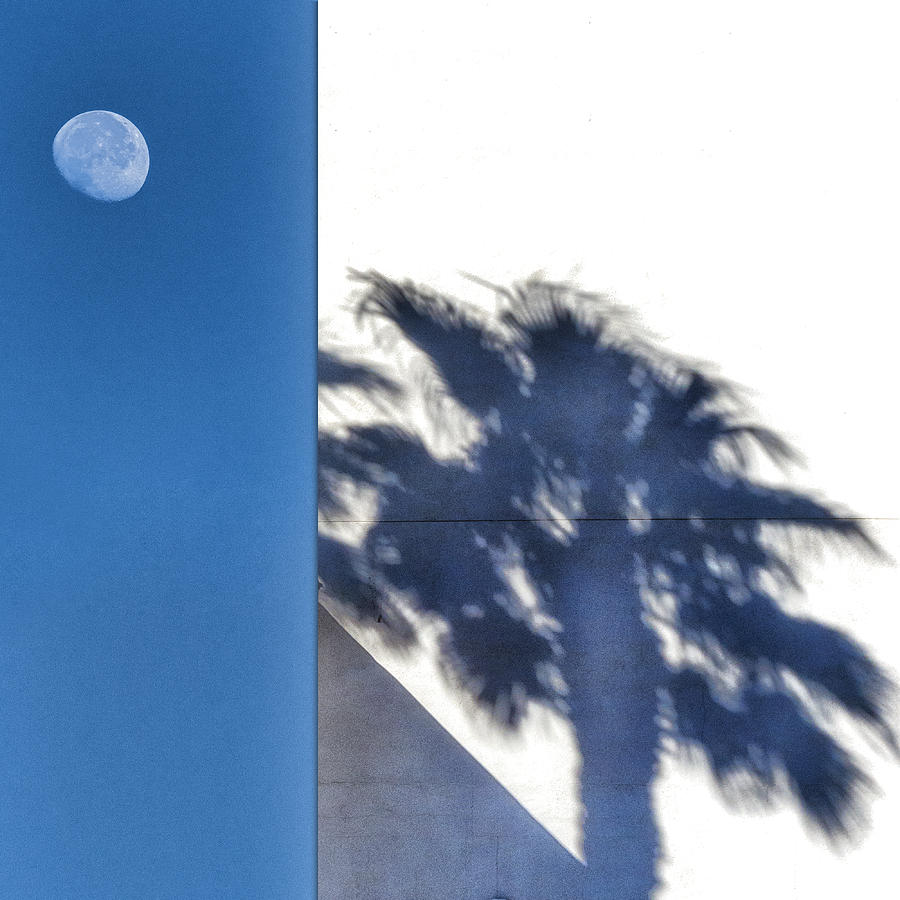 Moon And Palm Tree Shadow Photograph by Gary Warnimont