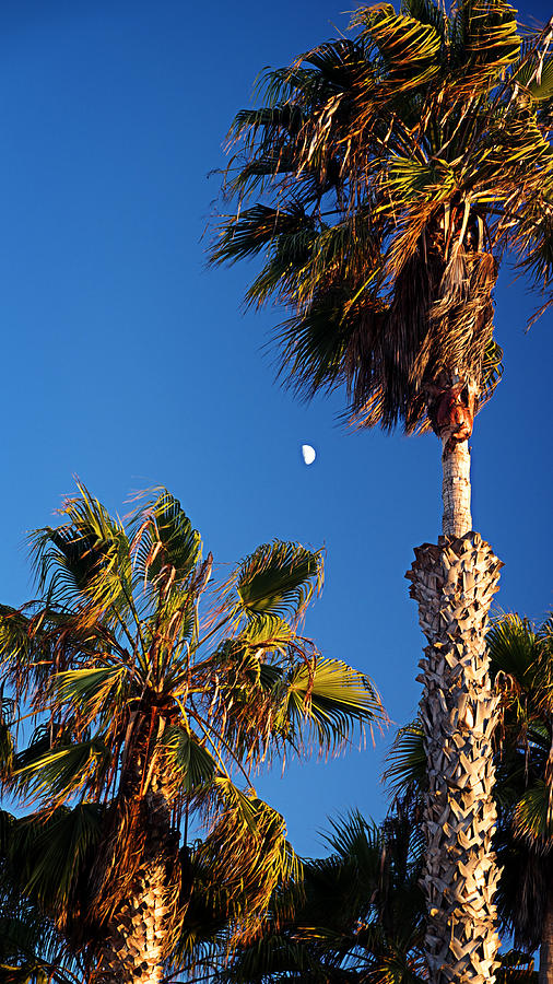 Moon and Palms Photograph by George Taylor
