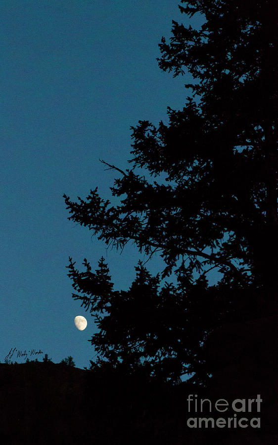 Moon And Pine Tree-Signed-#0077 Photograph by J L Woody Wooden