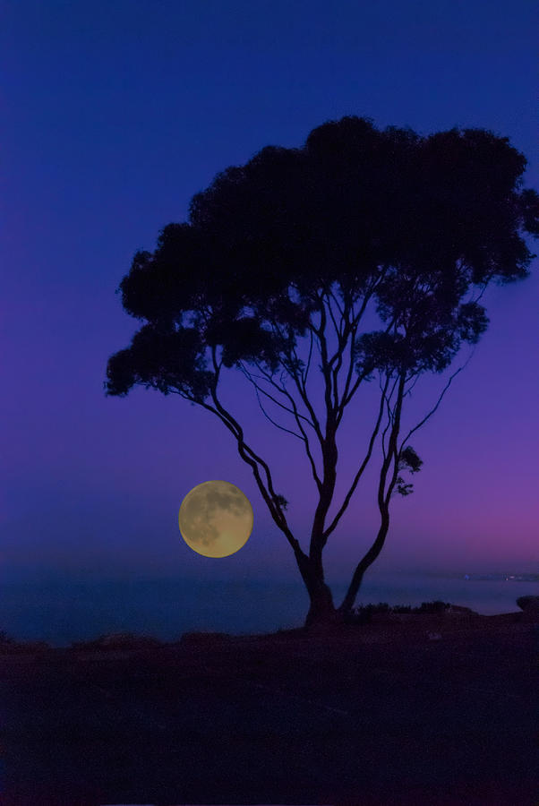 Moon and Tree Photograph by Joseph Hollingsworth