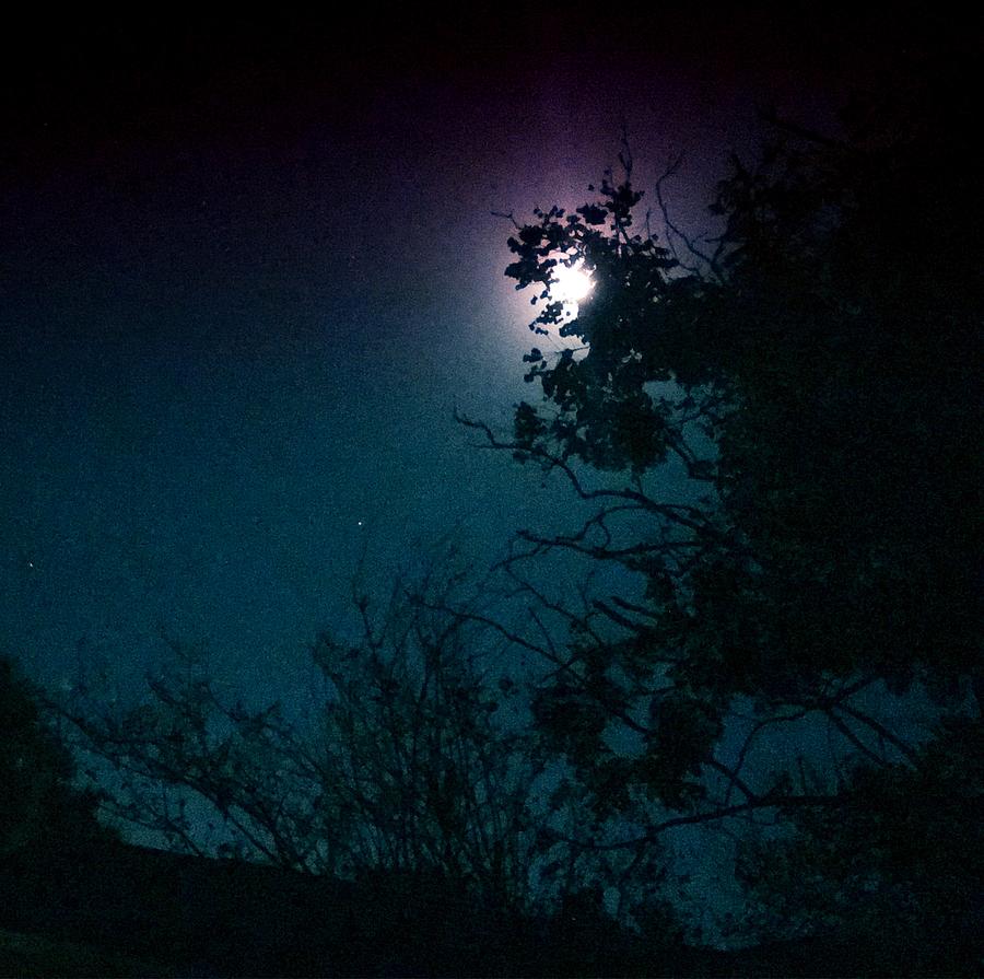 Moon And Tree Photograph