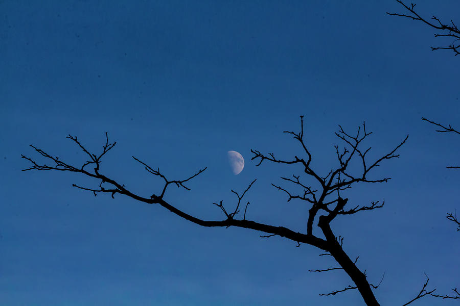 Moon and Tree Photograph by Robert Ullmann
